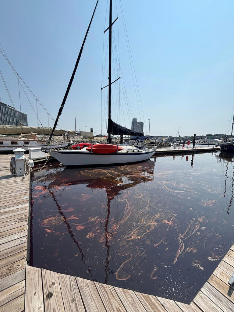 Crimson Currents in Baltimore