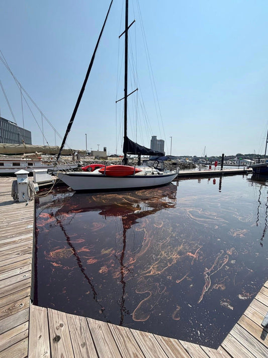 Crimson Currents in Baltimore