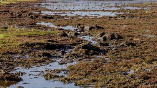 Salt Marshes: The Silent Guardians of the Great Barrier Reef