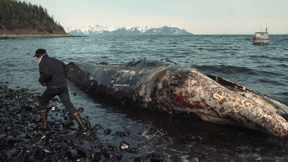 Echoes in the Sound: Thirty Years After Exxon Valdez