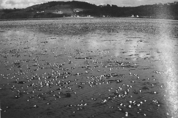 Black Tide: The Amoco Cadiz Disaster and Its Lasting Scars