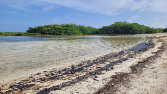 Oil Spill Posing Major Threat to Humans and Nature in Bonaire