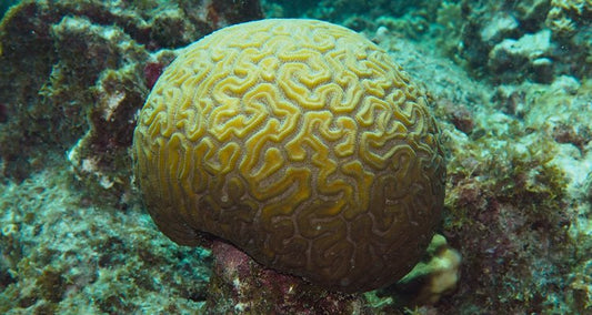 Salvage Efforts Intensify as "Ultra Galaxy" Grounding Sparks Environmental Concerns