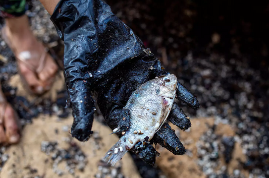 The 2021 Mediterranean Oil Spill: An Ecological Catastrophe