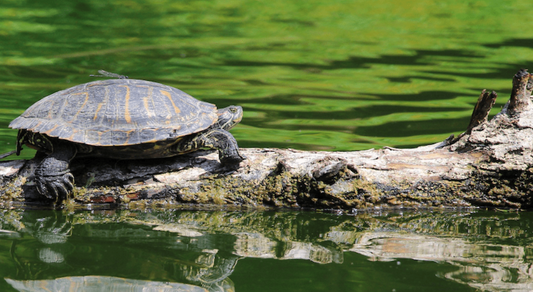 Study Shows How Turtles Fared a Decade After Oil Spill